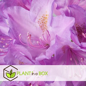 Rhododendron catawbiense purple - 3