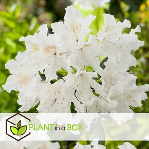 Rhododendron cunningham white - 3