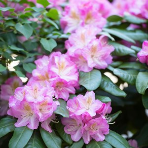 Rhododendron elegans pink - 3