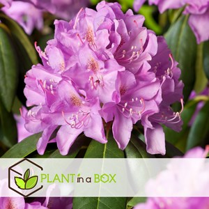 Rhododendron elegans pink - 3