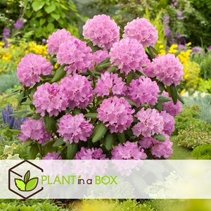 Rhododendron elegans pink - 3