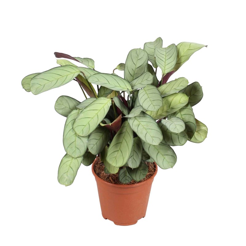 Ctenanthe amagris plante de prière - 2