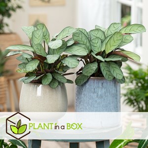 Ctenanthe amagris plante de prière - 2