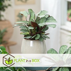 Ctenanthe amagris plante de prière - 2