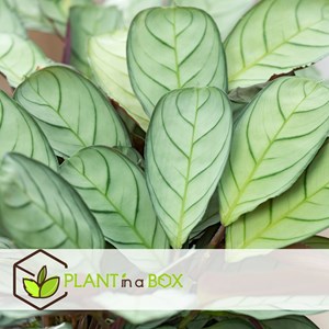 Ctenanthe amagris plante de prière - 2