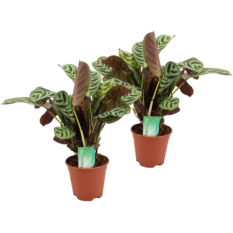Ctenanthe burle marxii prayer plant x2