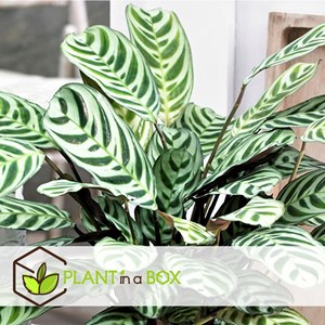 Ctenanthe burle marxii prayer plant x2