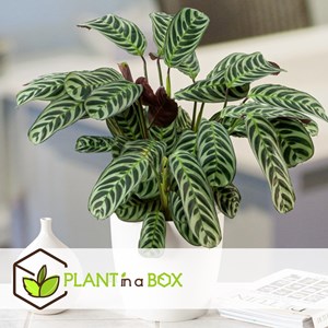 Ctenanthe burle marxii prayer plant x2
