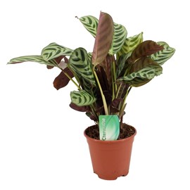 Ctenanthe burle marxii prayer plant