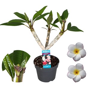 Plumeria frangipani hawaii white