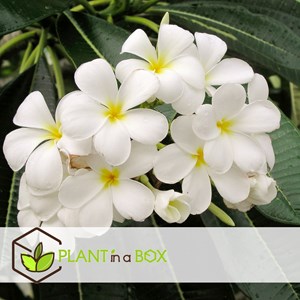 Plumeria frangipani hawaii blanc
