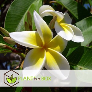 Plumeria frangipani hawaii blanc