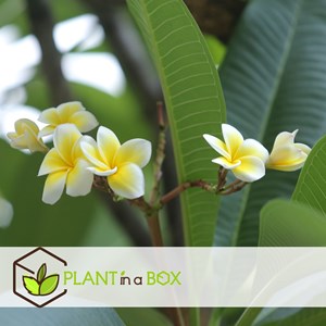 Plumeria frangipani hawaii blanc