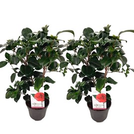 Camellia japonica lady campbell - 2