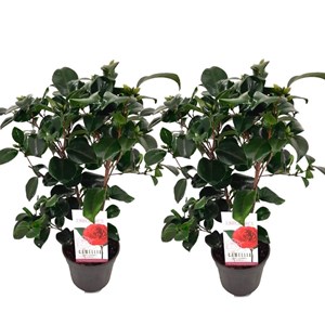 Camellia japonica lady campbell - 2