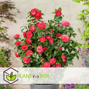 Camellia japonica lady campbell - 2