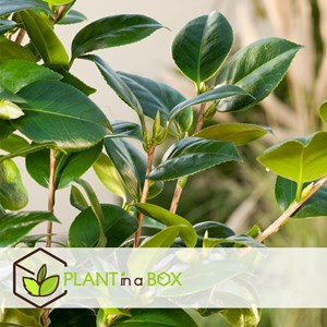 Camellia japonica lady campbell - 2