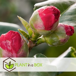 Camellia japonica lady campbell - 2