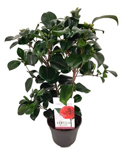 Camellia japonica japanse rose campbell