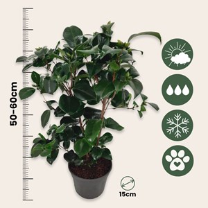 Camellia japonica japanse rose campbell