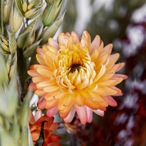Bouquet nuits marocaines