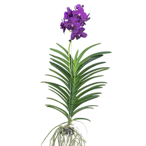 Vanda velvet blackberry