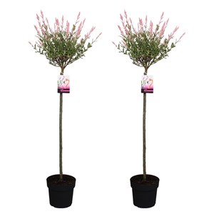 Salix flamingo sur tige xl - 2