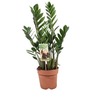 Plante zamioculcas zamiifolia 'zz'