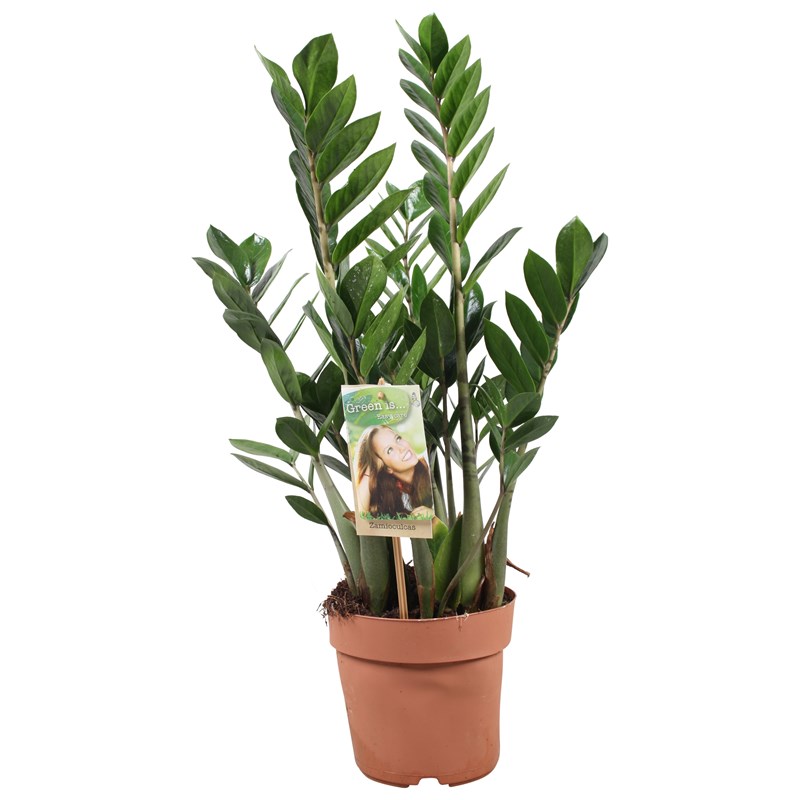 Plante zamioculcas zamiifolia zz