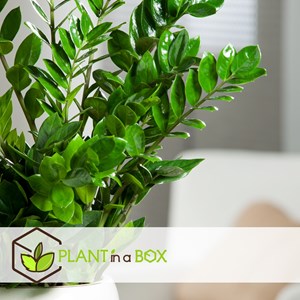 Plante zamioculcas zamiifolia zz