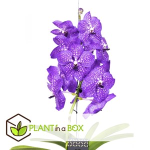 Vanda new blue