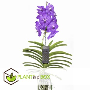 Vanda new blue