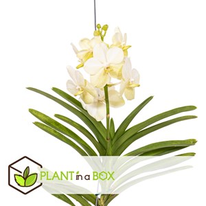 Vanda tayanee white