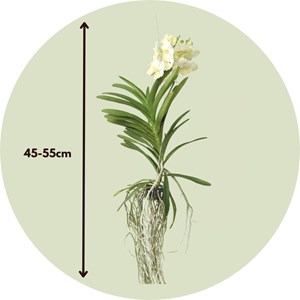 Vanda tayanee white