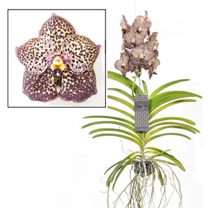 Vanda ocelot mocha