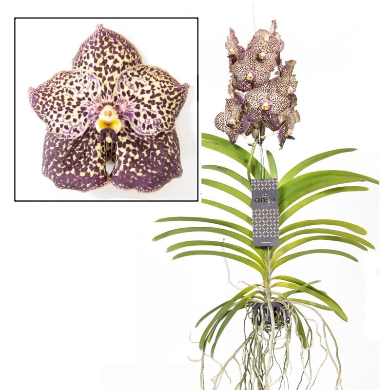 Vanda ocelot mocha