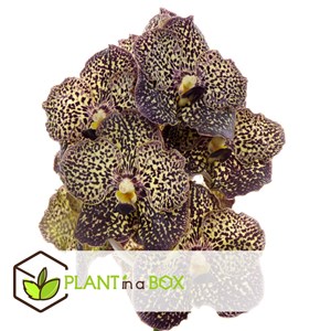 Vanda ocelot mocha