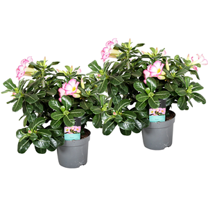 Adenium desert rose pink - 2