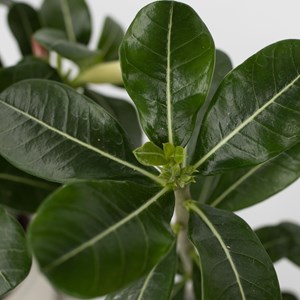 Adenium desert rose pink - 2