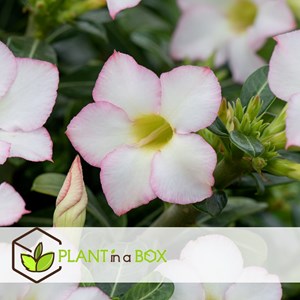 Adenium desert rose pink - 2