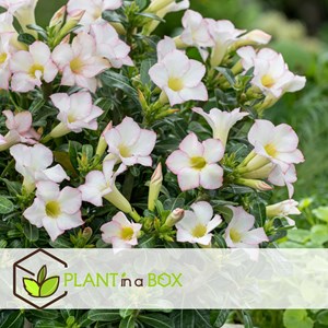 Adenium desert rose pink - 2