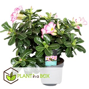 Adenium desert rose pink - 2