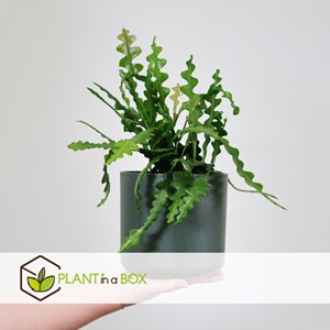 Epiphyllum anguliger saw blade cactus x2