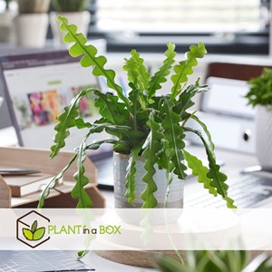 Epiphyllum anguliger saw blade cactus x2