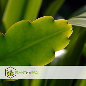 Epiphyllum anguliger saw blade cactus x2