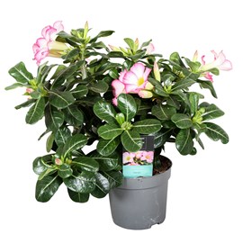 Adenium desert rose pink