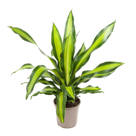 Dracaena charley