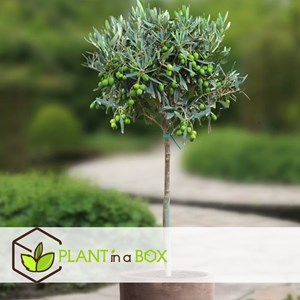 Olivier olea europaea sur tige x2