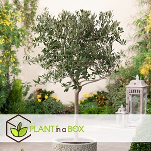 Olivier olea europaea sur tige x2