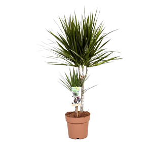 Dracaena dragon tree (arbre dragon)